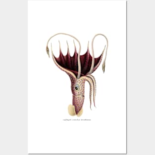 Cephalopods Posters and Art